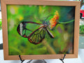 Glasswing